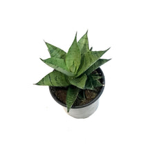 Load image into Gallery viewer, Sansevieria, 4in, Pagodah Dark
