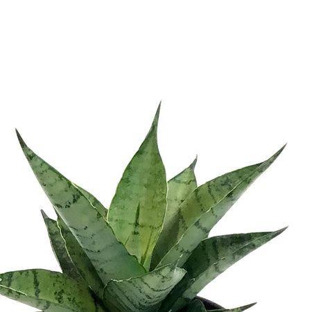 Sansevieria, 4in, Pagodah Dark