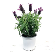 Load image into Gallery viewer, Lavender, 4in, Tree
