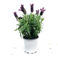 Lavender, 4in, Tree