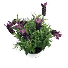 Load image into Gallery viewer, Lavender, 4in, Tree
