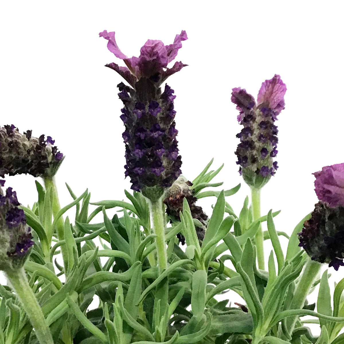 Lavender, 4in, Tree