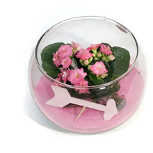 Load image into Gallery viewer, Valentines Planter, Heart Of Glass Garden In Bag
