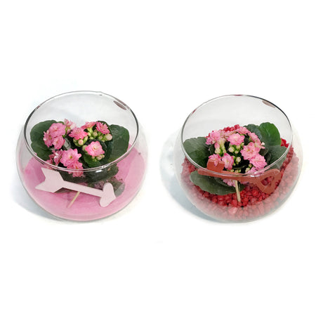 Valentines Planter, Heart Of Glass Garden In Bag