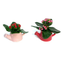 Load image into Gallery viewer, Valentines Planter, Love Grows Mini
