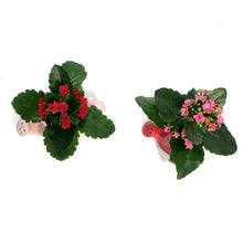 Load image into Gallery viewer, Valentines Planter, Love Grows Mini
