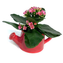 Load image into Gallery viewer, Valentines Planter, Love Grows Mini
