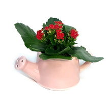 Load image into Gallery viewer, Valentines Planter, Love Grows Mini
