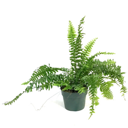 Fern, 6in, Boston True Massii