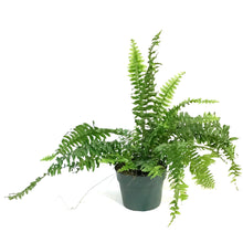 Load image into Gallery viewer, Fern, 6in, Boston True Massii
