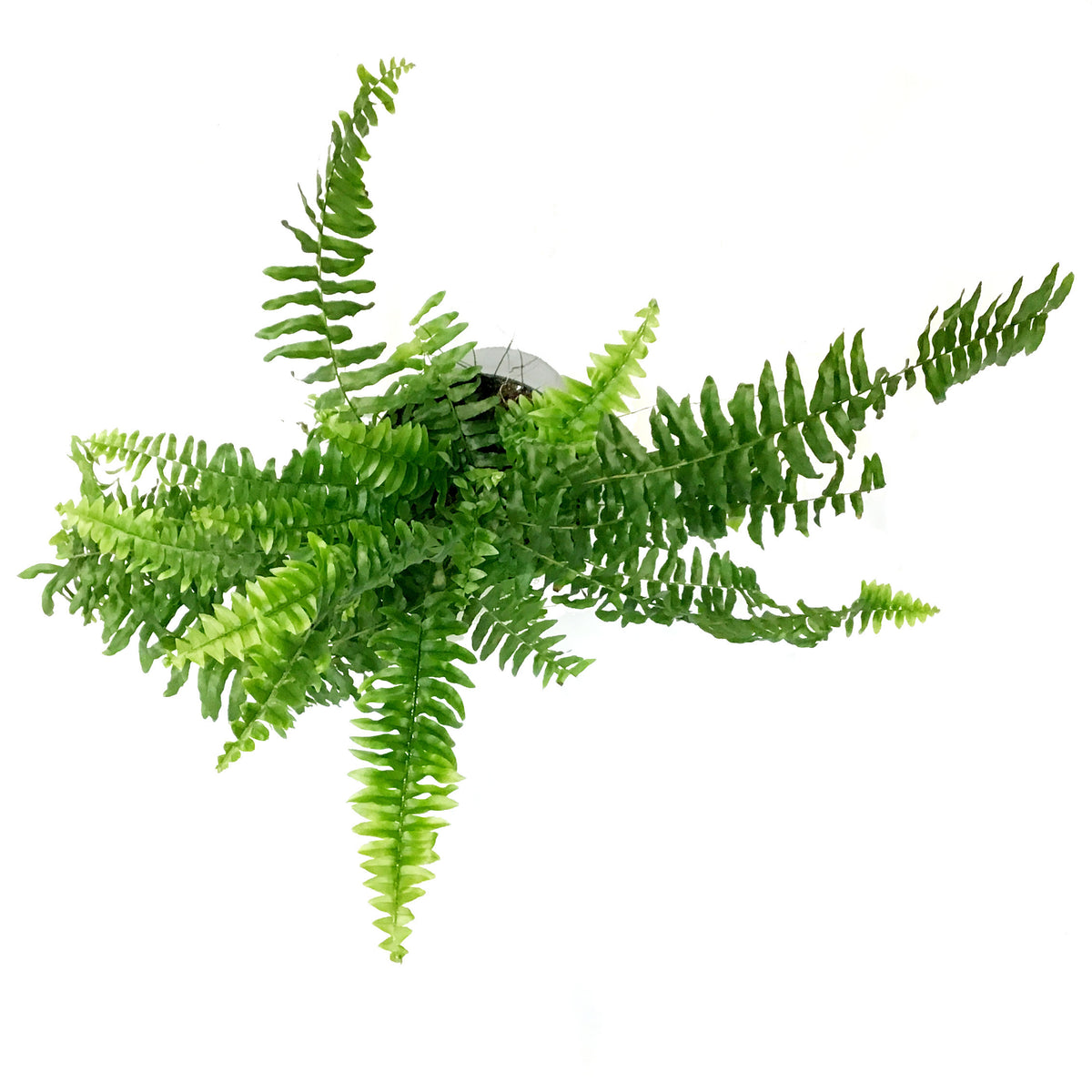 Fern, 6in, Boston True Massii