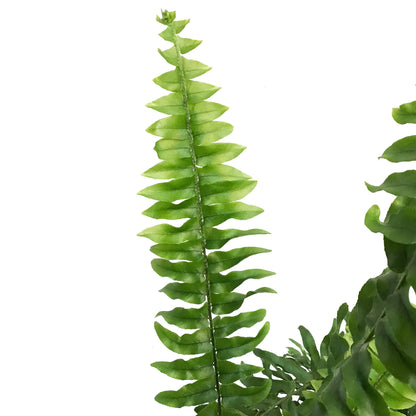 Fern, 6in, Boston True Massii