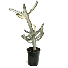 Load image into Gallery viewer, Euphorbia, 5in, White Ghost
