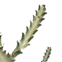 Load image into Gallery viewer, Euphorbia, 5in, White Ghost
