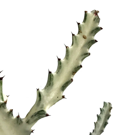 Euphorbia, 5in, White Ghost