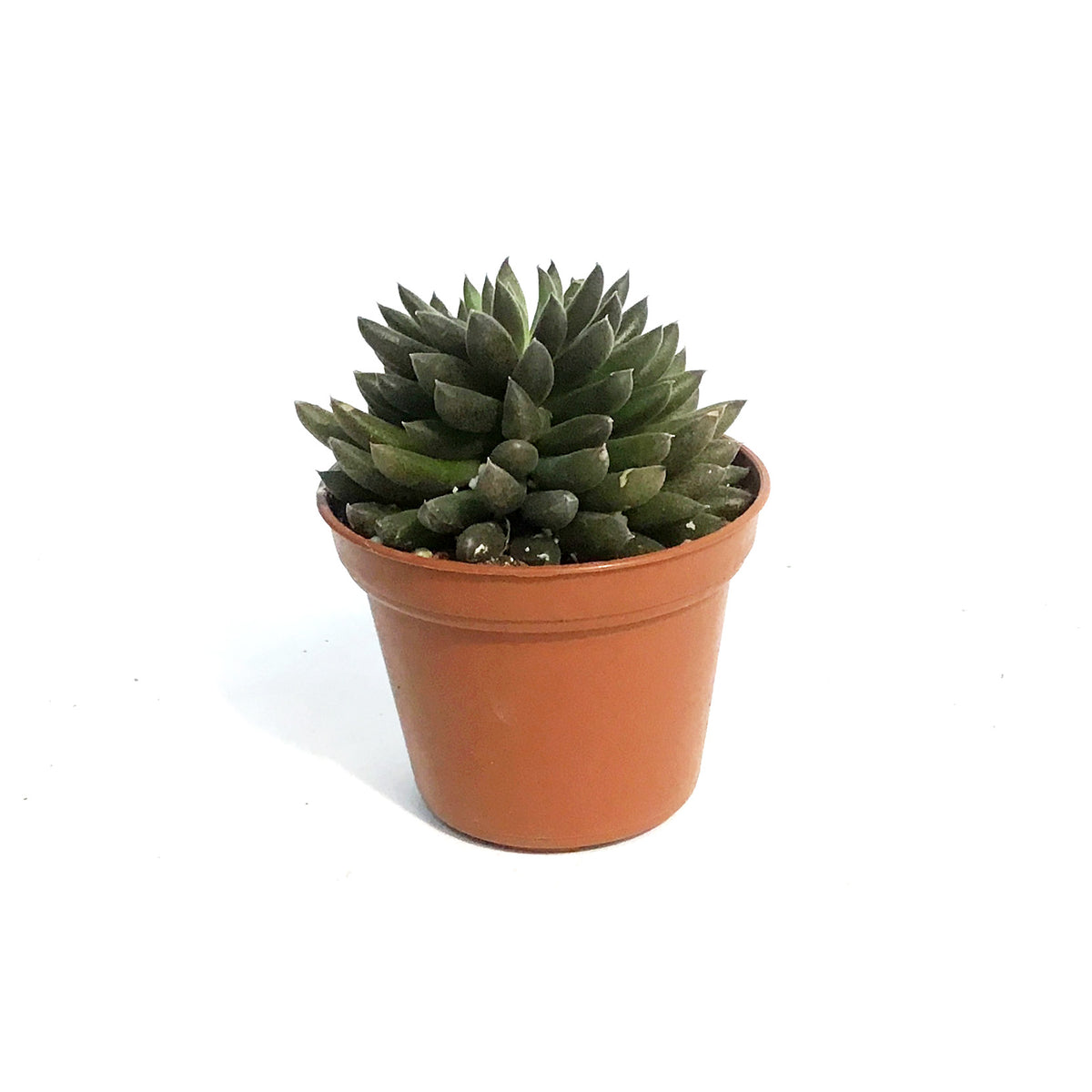 Succulent, 2in, Black Sea Urchin