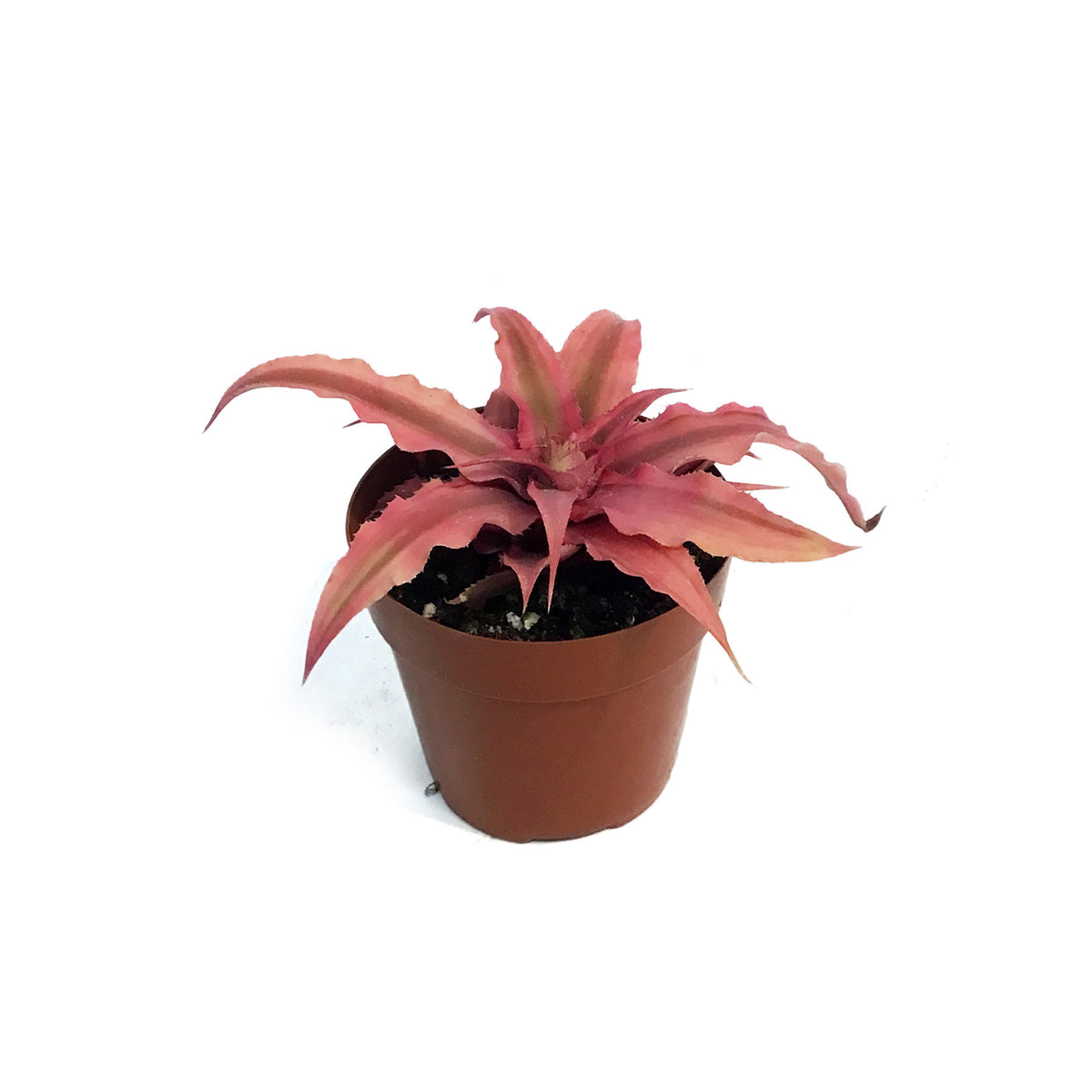 Cryptanthus, 3in Earth Star, Ruby