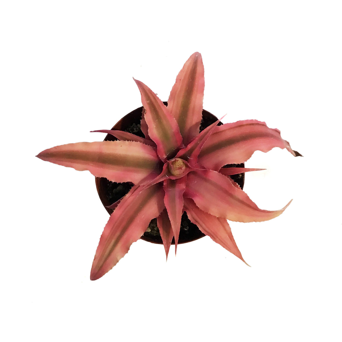 Cryptanthus, 3in Earth Star, Ruby