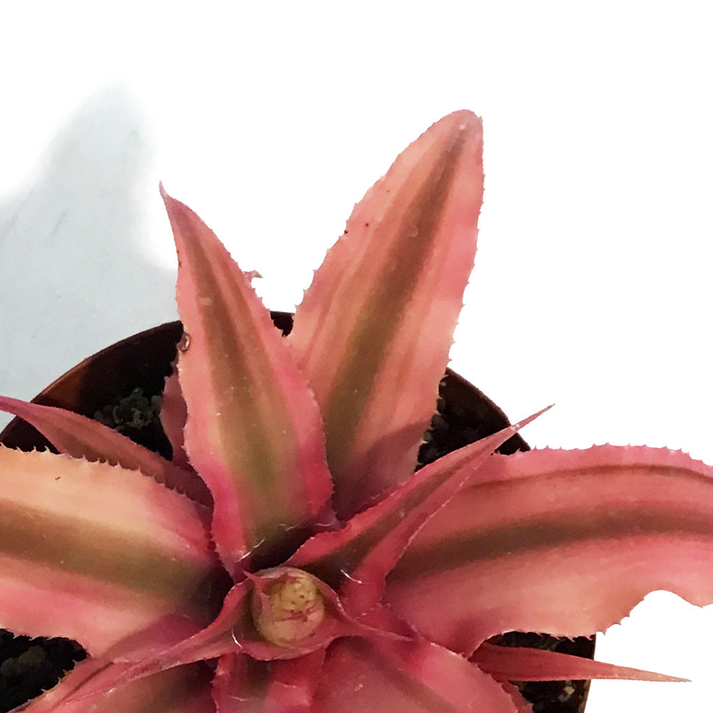Cryptanthus, 3in Earth Star, Ruby