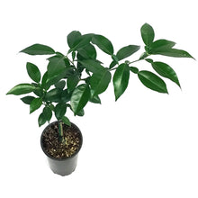 Load image into Gallery viewer, Citrus, 5in Yuzu
