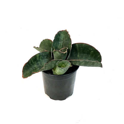 Sansevieria, 4in, Dragon Wing