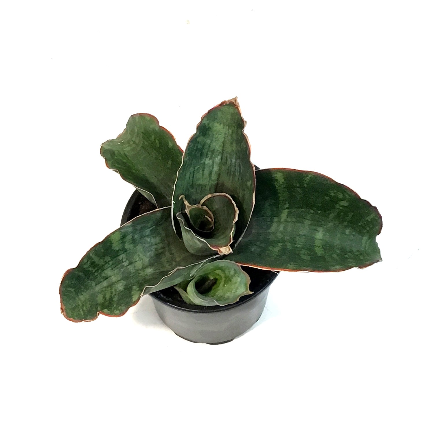 Sansevieria, 4in, Dragon Wing – Floral Acres Greenhouse & Garden Centre