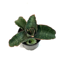 Load image into Gallery viewer, Sansevieria, 4in, Dragon Wing
