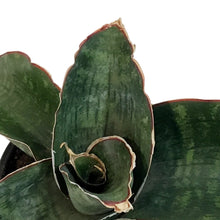 Load image into Gallery viewer, Sansevieria, 4in, Dragon Wing
