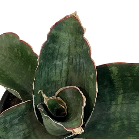 Sansevieria, 4in, Dragon Wing