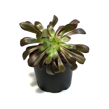 Succulent, 6in, Aeonium Zwartkop