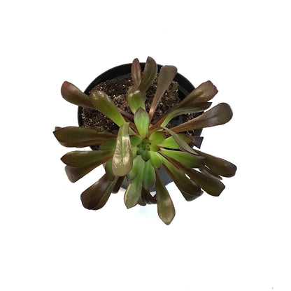 Succulent, 6in, Aeonium Zwartkop