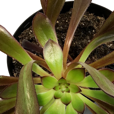 Succulent, 6in, Aeonium Zwartkop