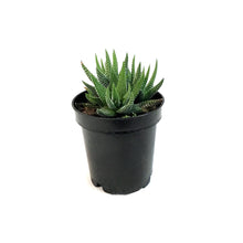 Load image into Gallery viewer, Haworthia, 3.5in, Fasciata Concolor

