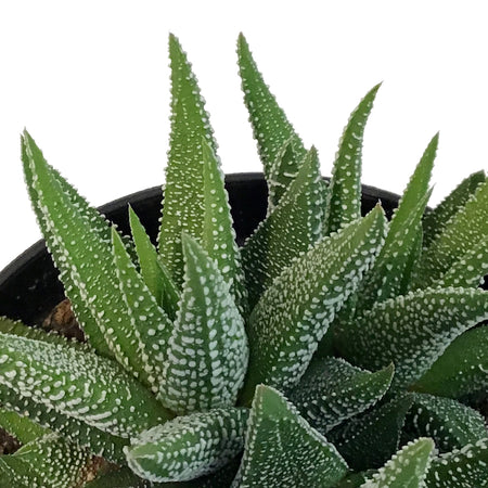 Haworthia, 3.5in, Fasciata Concolor