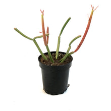 Load image into Gallery viewer, Succulent, 3.5in, Euphorbia Pencil
