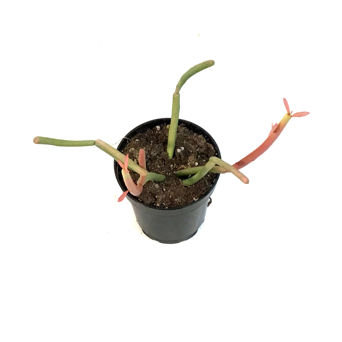 Succulent, 3.5in, Euphorbia Pencil