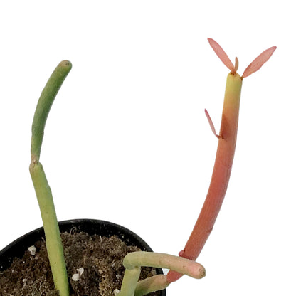 Succulent, 3.5in, Euphorbia Pencil