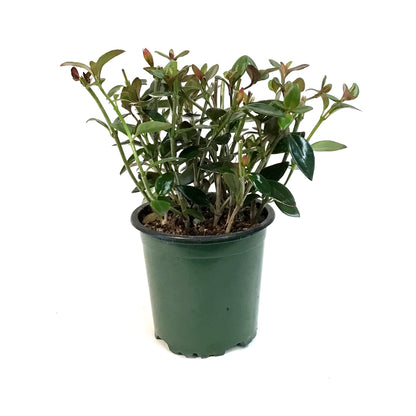 Goldfish Plant, 4in, Tropicana
