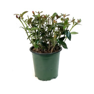 Goldfish Plant, 4in, Tropicana