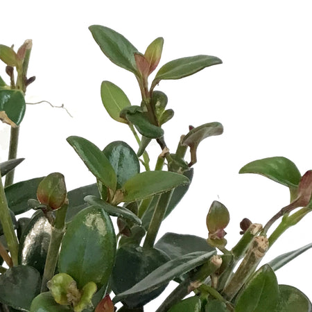 Goldfish Plant, 4in, Tropicana