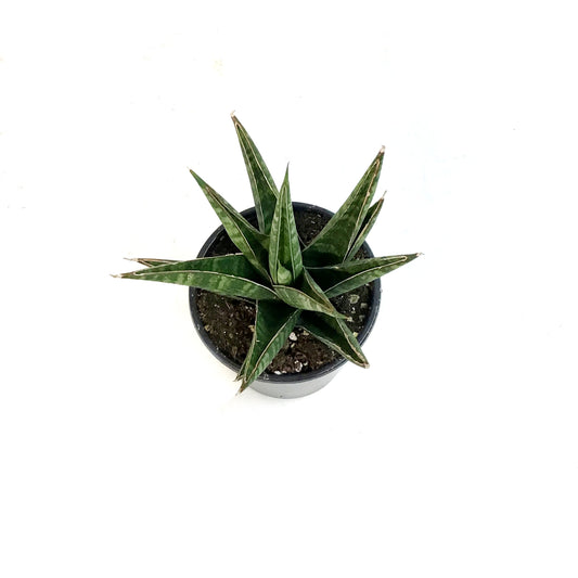 Sansevieria, 3.5in, Table Mountain