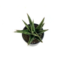 Load image into Gallery viewer, Sansevieria, 3.5in, Table Mountain
