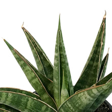 Load image into Gallery viewer, Sansevieria, 3.5in, Table Mountain
