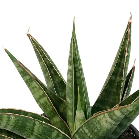 Sansevieria, 3.5in, Table Mountain