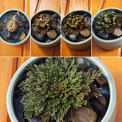 Resurrection Plant, Selaginella lepidophylla