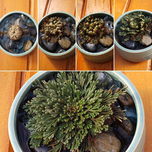 Resurrection Plant, Selaginella lepidophylla