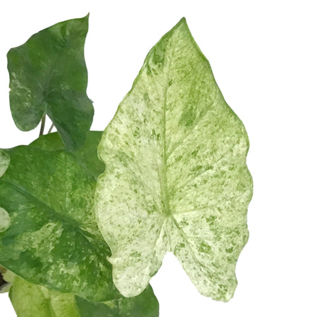 Alocasia, 4in, Camouflage