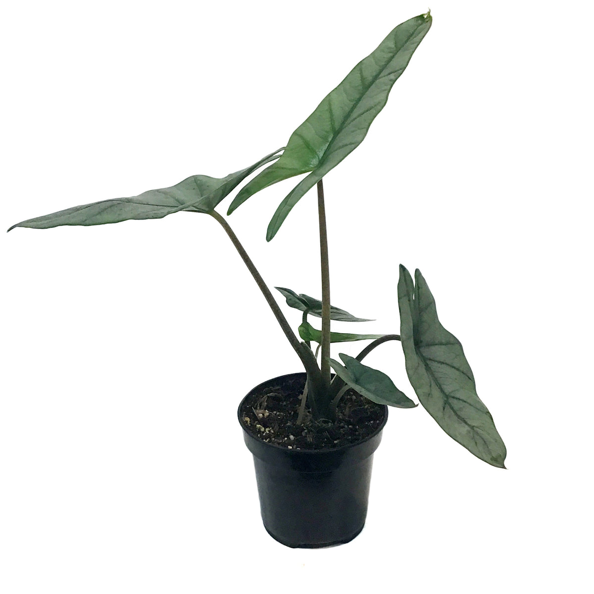 Alocasia, 4in, Dragon's Breath