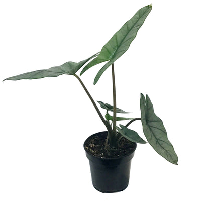 Alocasia, 4in, Dragon's Breath
