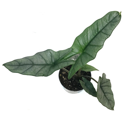 Alocasia, 4in, Dragon's Breath